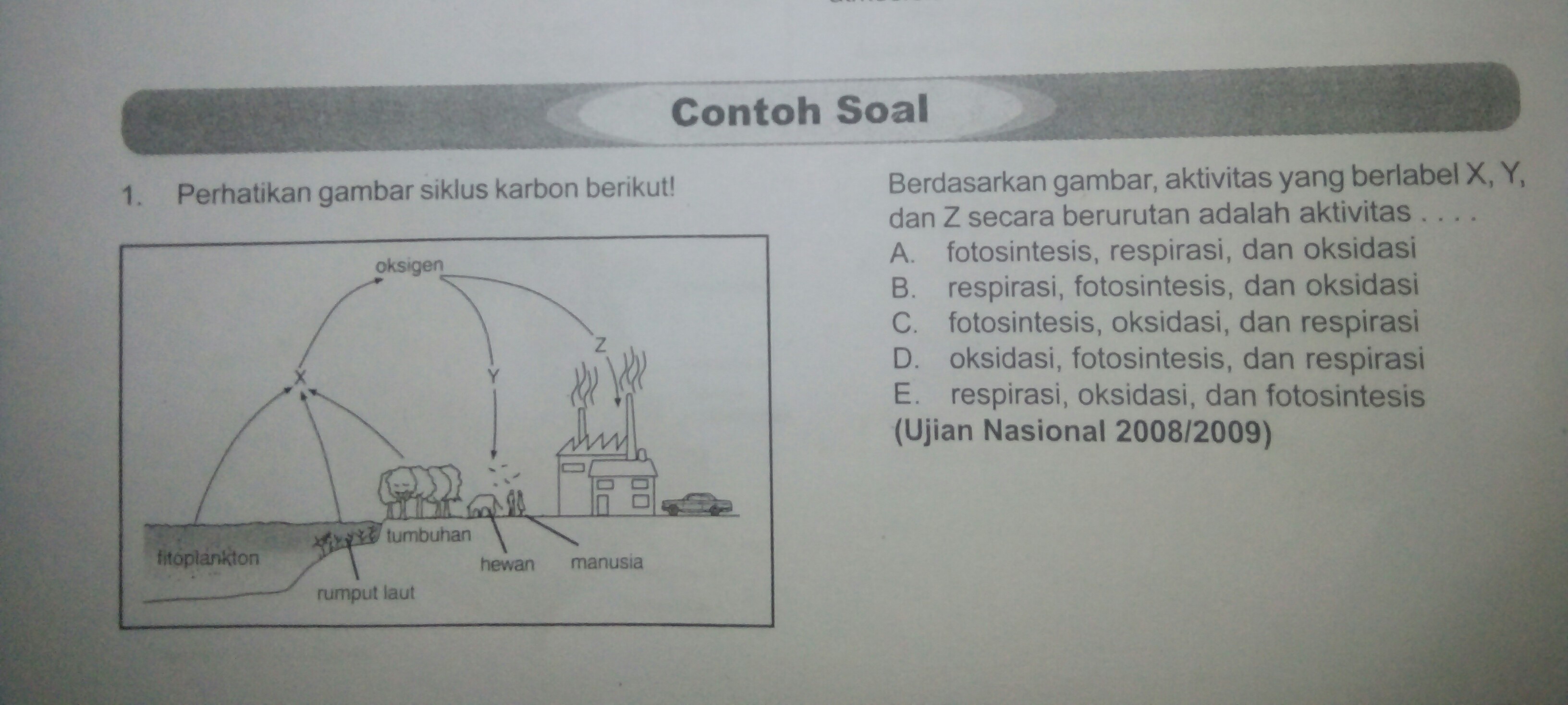 berdasarkan gambar aktivitas yang berlabel x y dan Z
