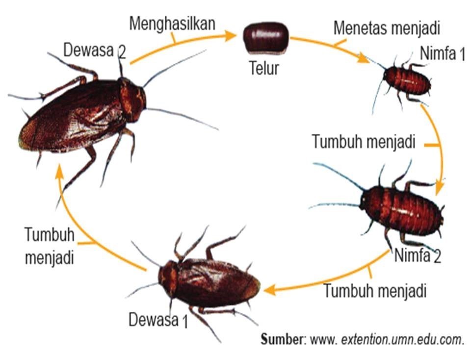 tahapan metamorfosis pada laron kecoa tolong ya tmen2.... Brainly
