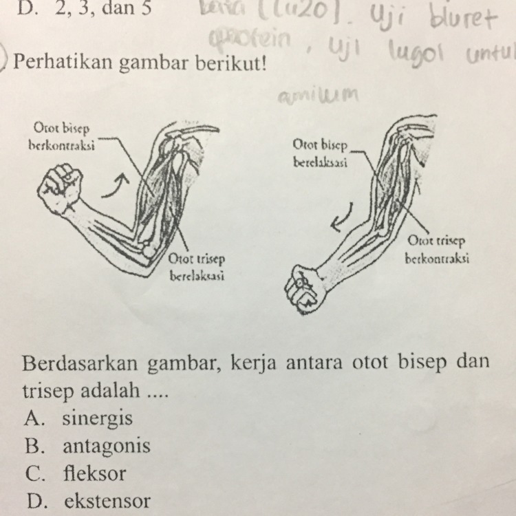 berdasarkan gambar, kerja antara otot bisep dan trisep adalah Brainly