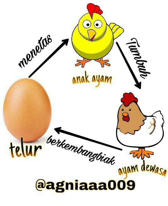 Pertumbuhan dan perkembangan embrio ayam berlangsung di Brainly.co.id