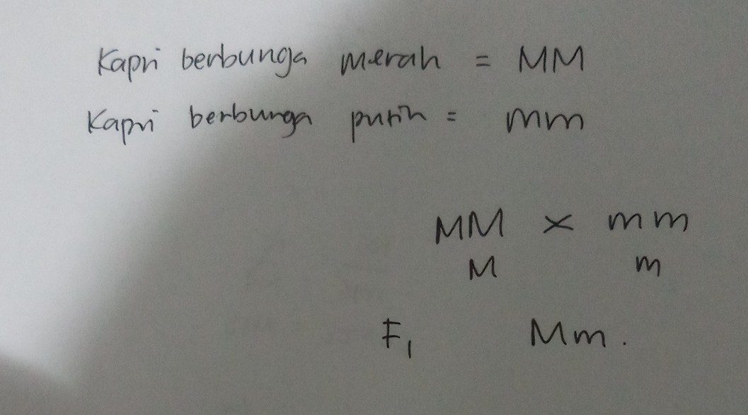 tanaman kapri berbunga merah disilangkan dengan kapri berbunga putih F1