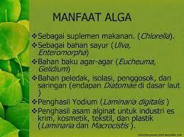 Sebutkan 5 Manfaat Alga Bagi Kehidupan Manusia - Brainly.co.id