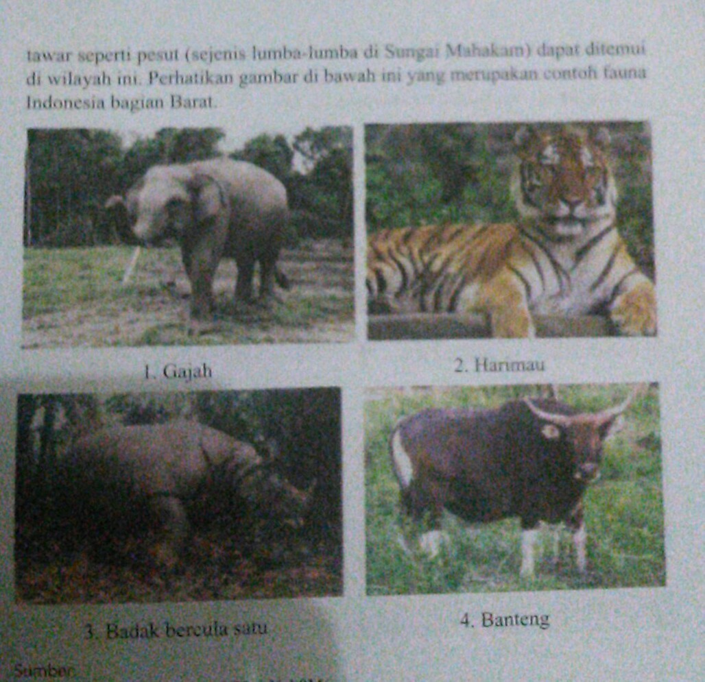 760 Fauna Indonesia Bagian Tengah Dan Gambar HD Gambar Hewan