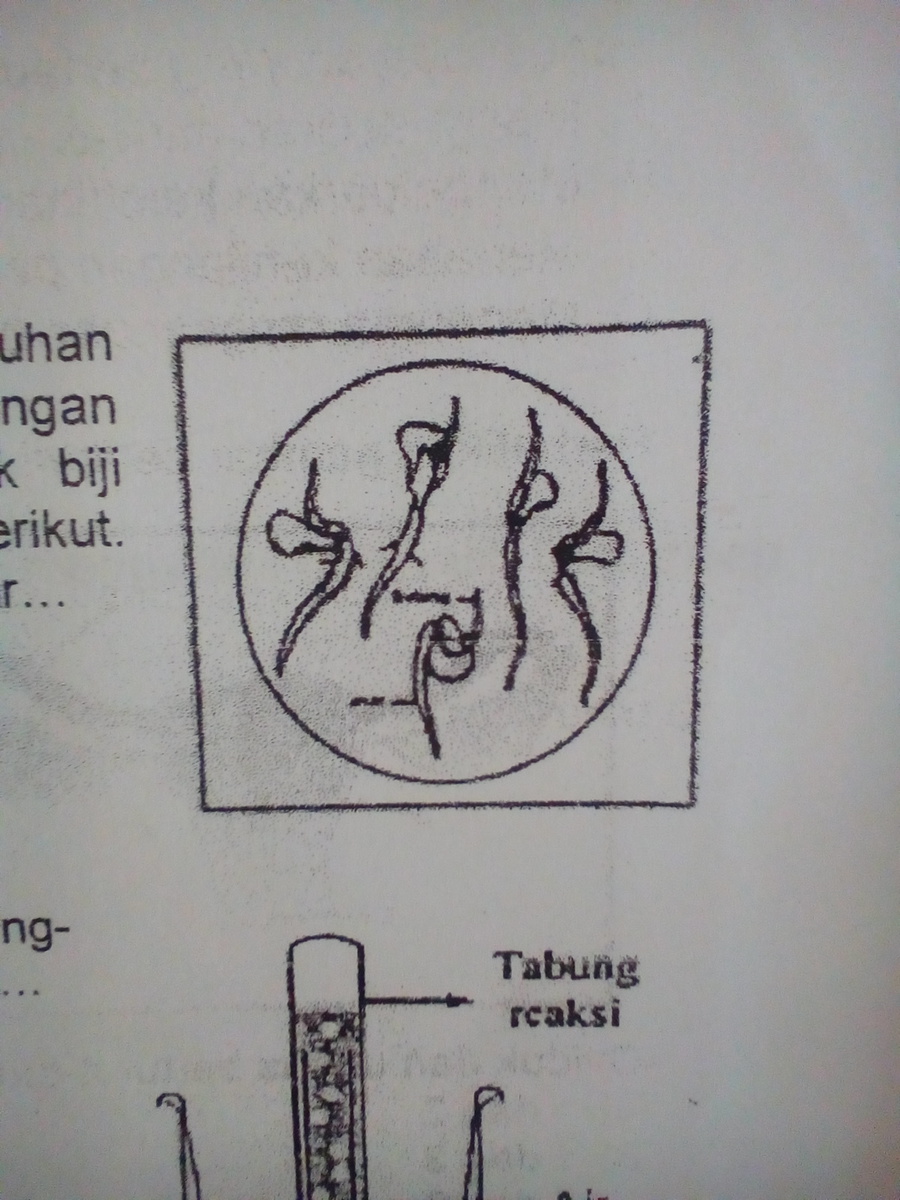 Akar Jagung Nama Gerak AKARKUA