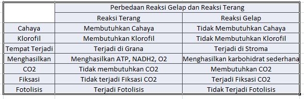 perbedaan reaksi terang dan reaksi gelap..??? jelaskan..!!! Brainly.co.id