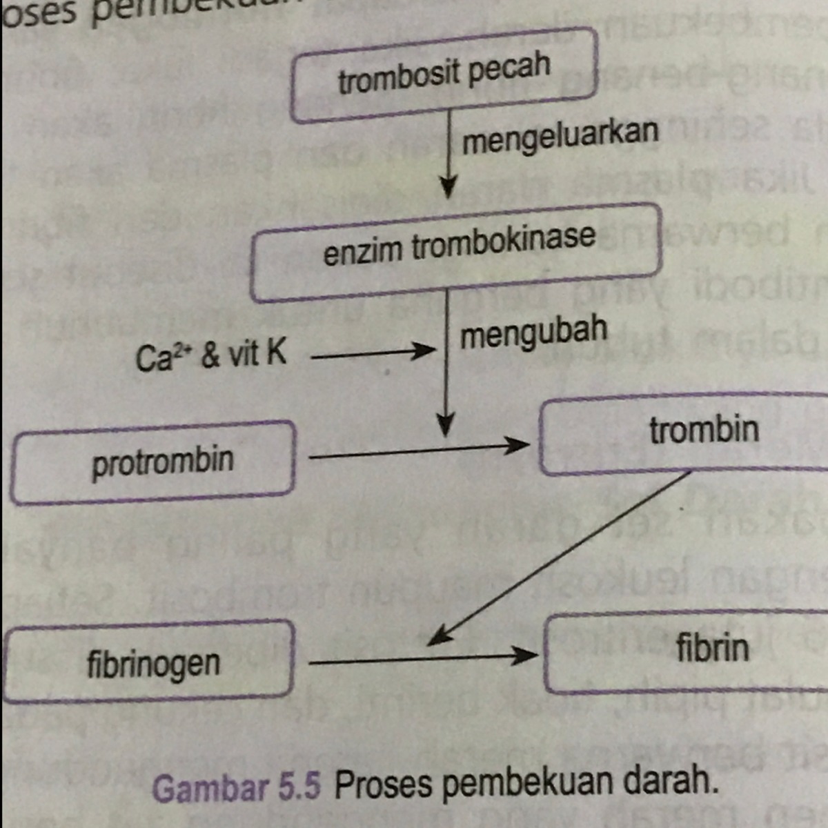 Buatlah Skema Proses Pembekuan Darah IlmuSosial.id