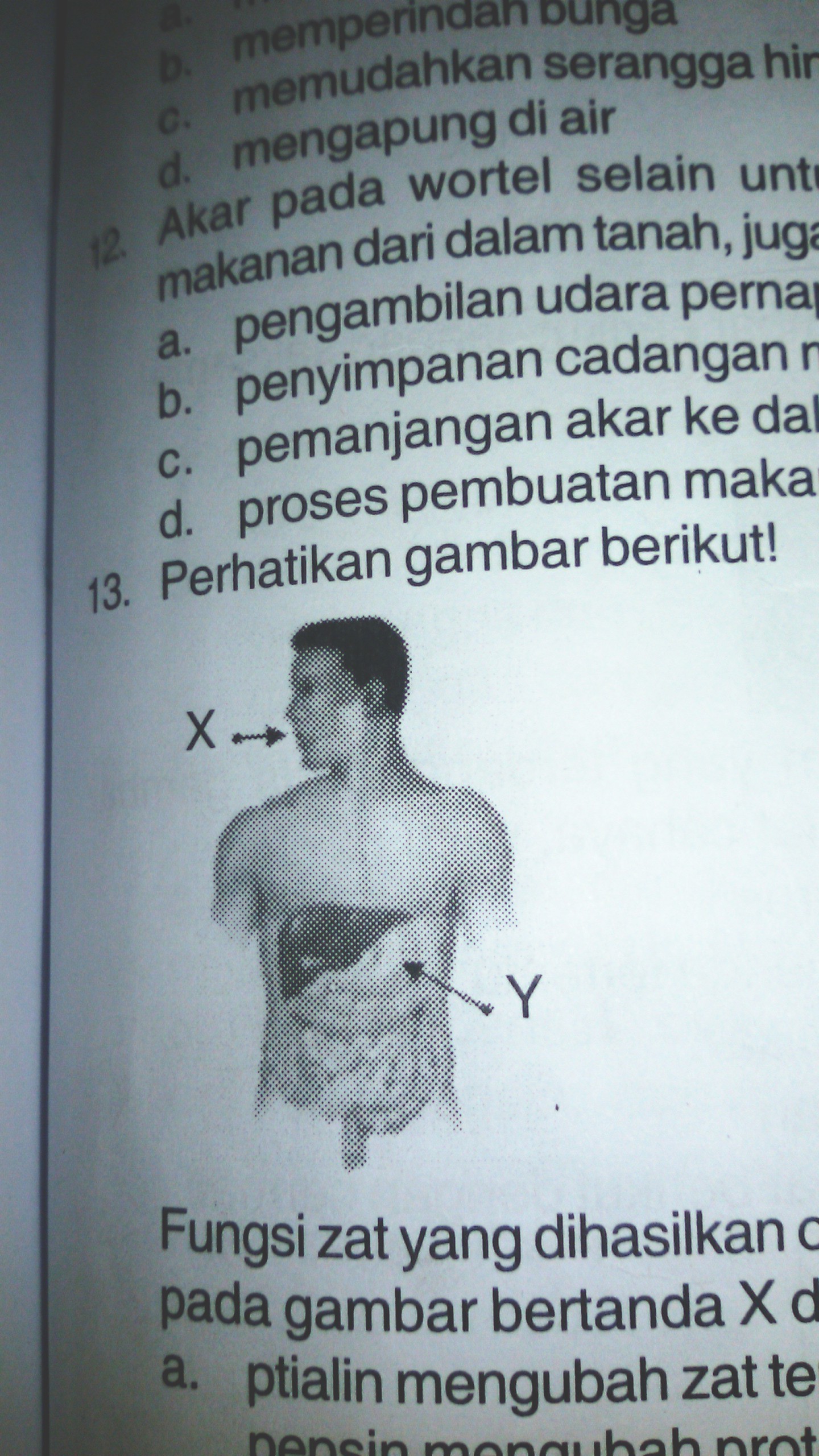 fungsi zat yang dihasilkan oleh organ pencernaan pada