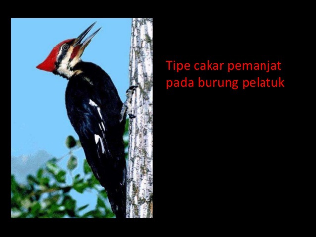 Hewan Berikut Yang Termasuk Dalam Kelompok Burung Pemanjat