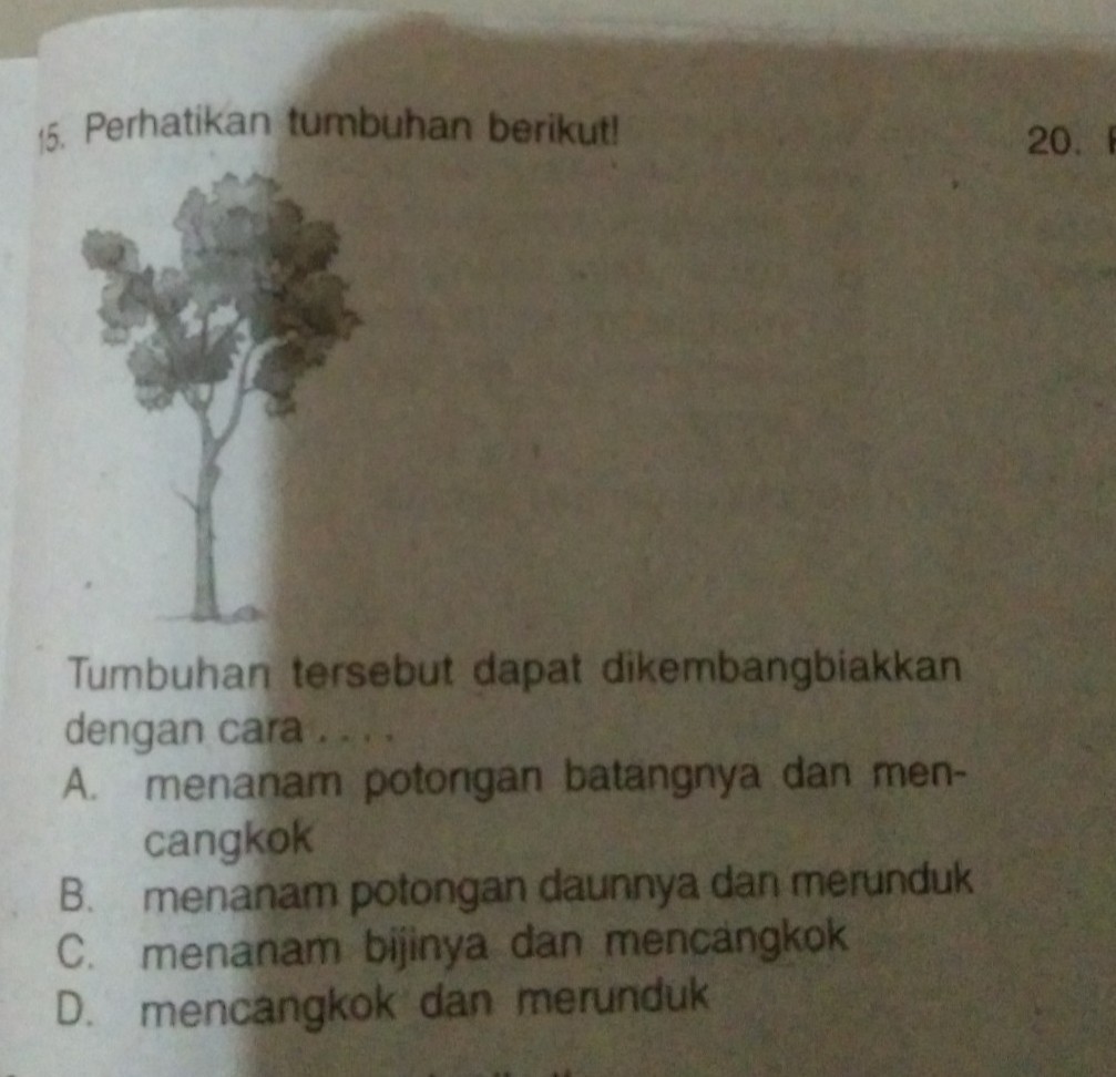tumbuhan tersebut dapat dikembangbiakkan cara Brainly.co.id