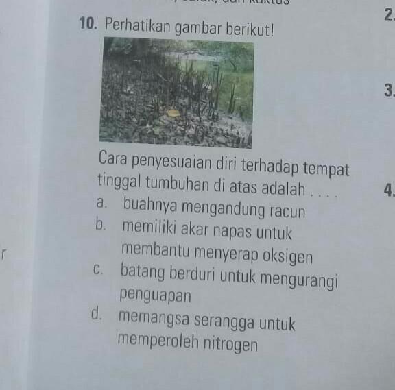 Gerak Akar Napas Pada Tumbuhan Bakau AKARKUA