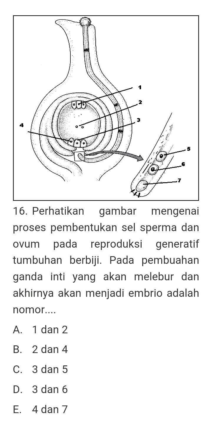 Perhatikan gambar mengenai proses pembentukan sel sperma dan ovum pada