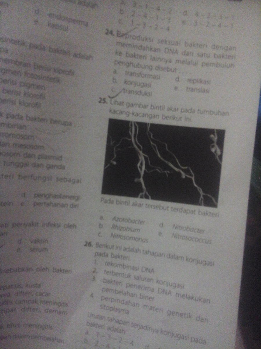 gambar bintil akar pada tumbuhan kacang kacangan .pada bintil tersebut