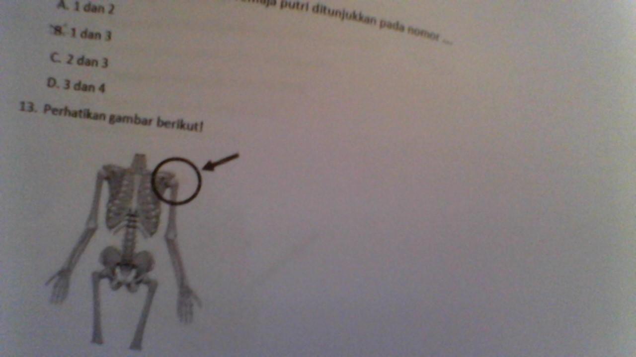 Perhatikan Gambar Berikut! Nama sendi dan arah geraknya
