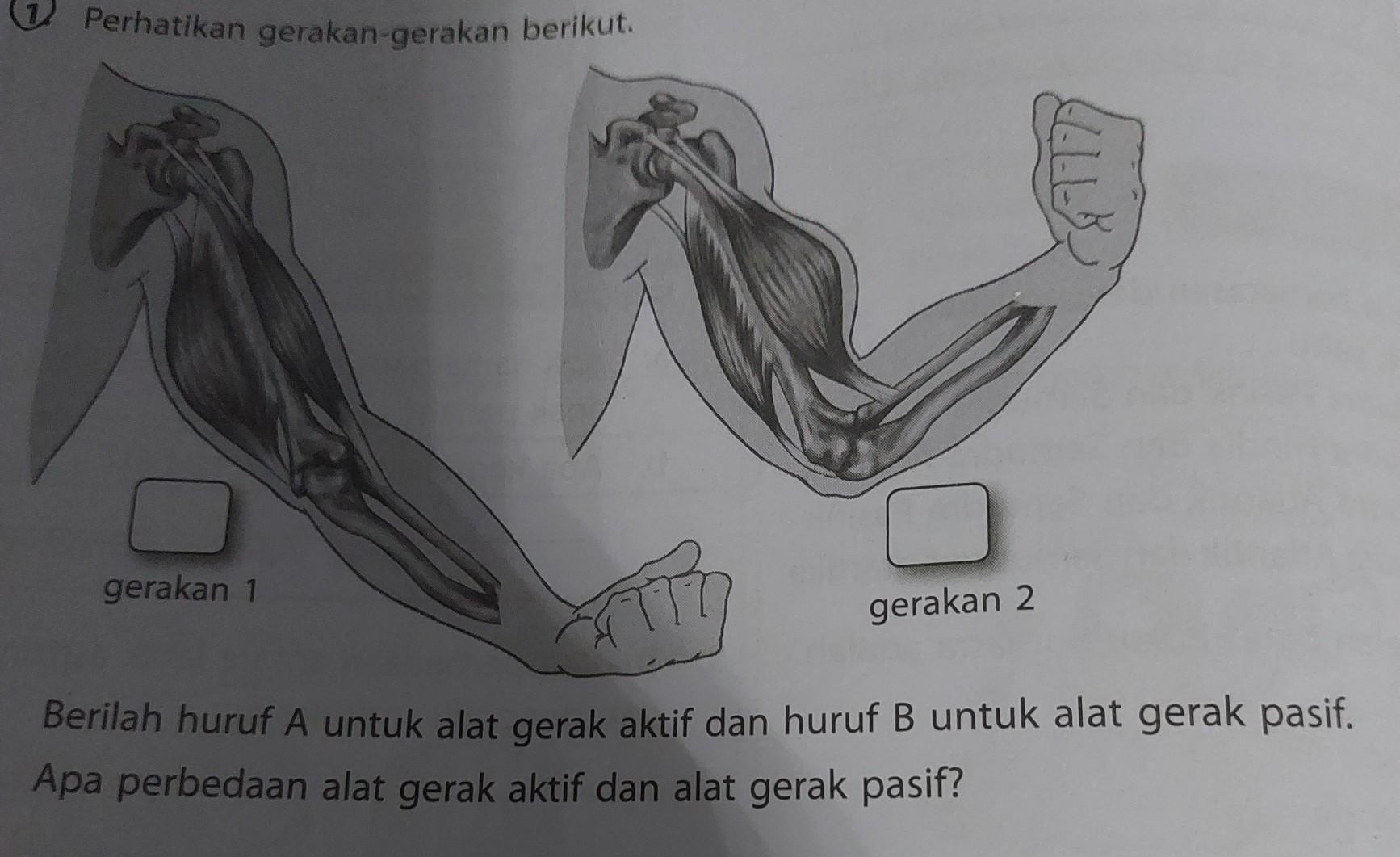 berilah huruf A untuk alat gerak aktif dan huruf B ubtuk alat gerak