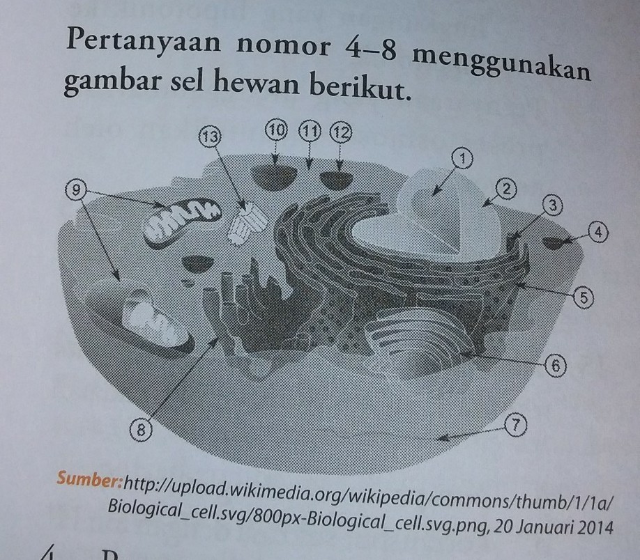 Organel Sel Yang Berperan Dalam Pembentukan Lisosom