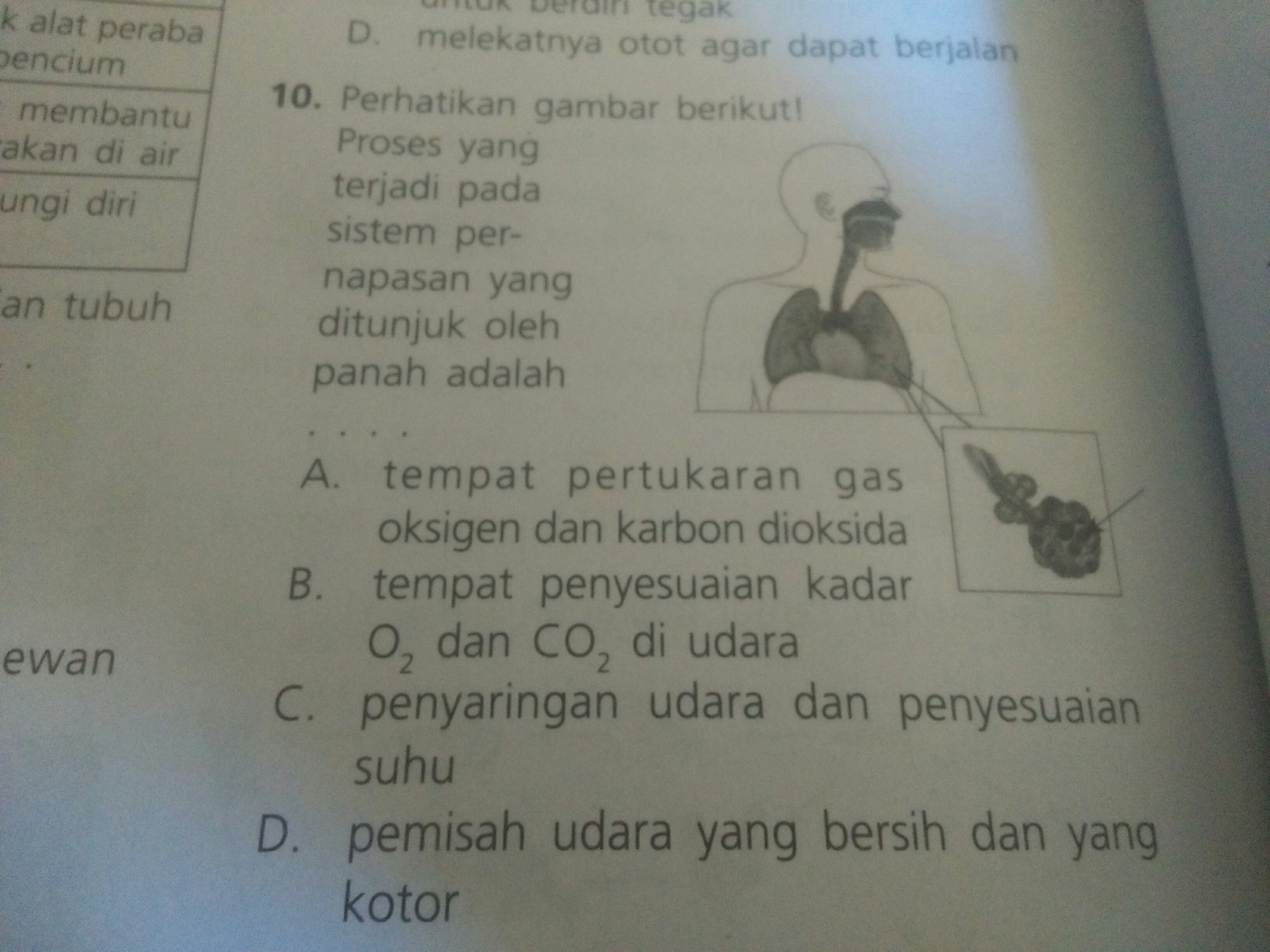 Tempat Pertukaran Gas Oksigen Dan Karbondioksida Sederet