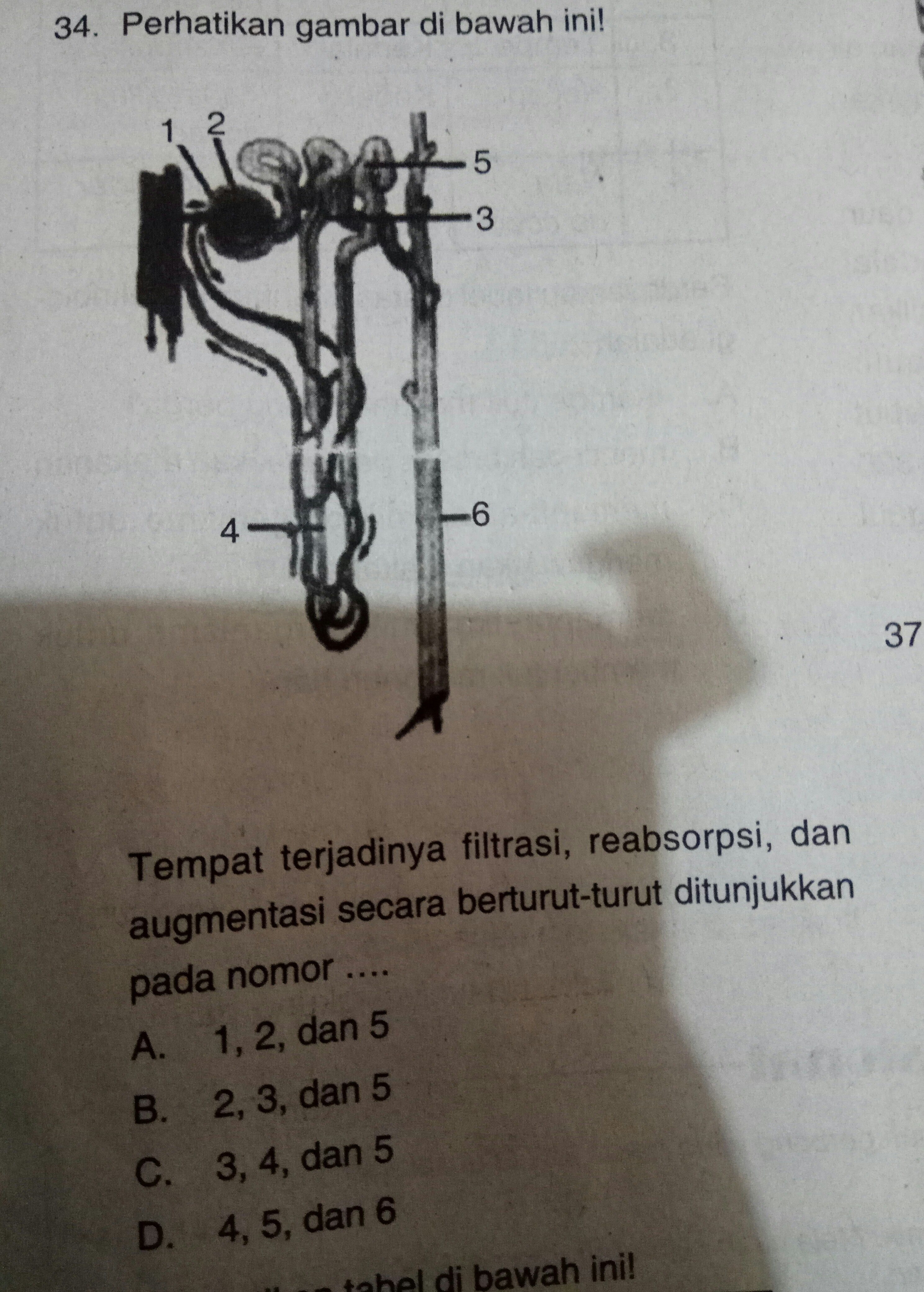 tempat terjadinya filtrasi,reabsorsi dan augmentasi secara berturut