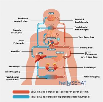 sistem peredaran darah manusia mirip dengan peredaran darah pada hewan,  yaitu … - Brainly.co.id