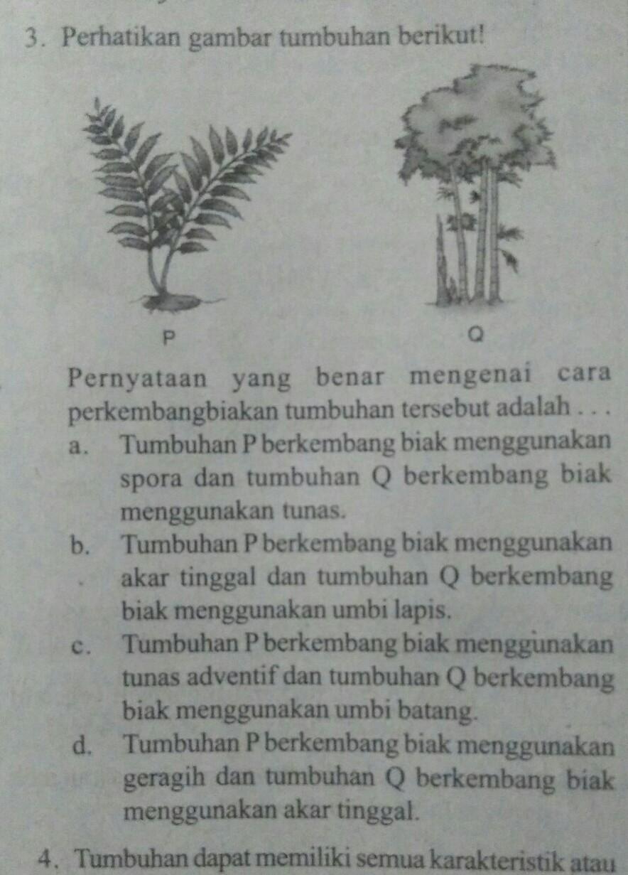 Tumbuhan Yang Berkembang Biak Dengan Cara Akar Tinggal
