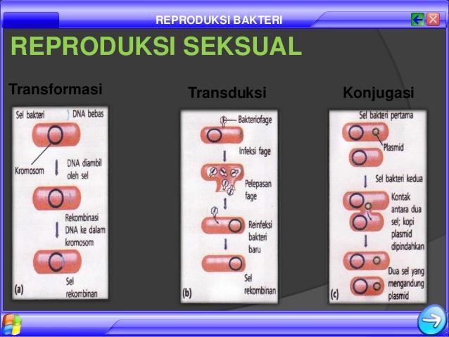 Jelaskan 3 cara reproduksi bakteri secara seksual