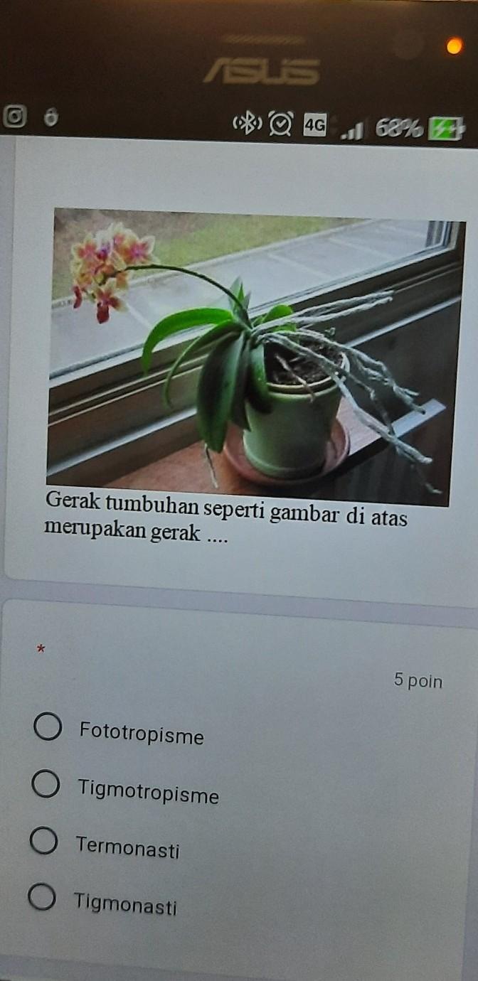 gerak tumbuhan seperti gambar di atas merupakan gerak Brainly.co.id