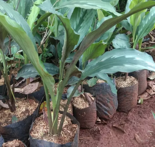 Jual Kunyit Putih Di Malaysia / Manfaat bawang putih tunggal lebih kuat