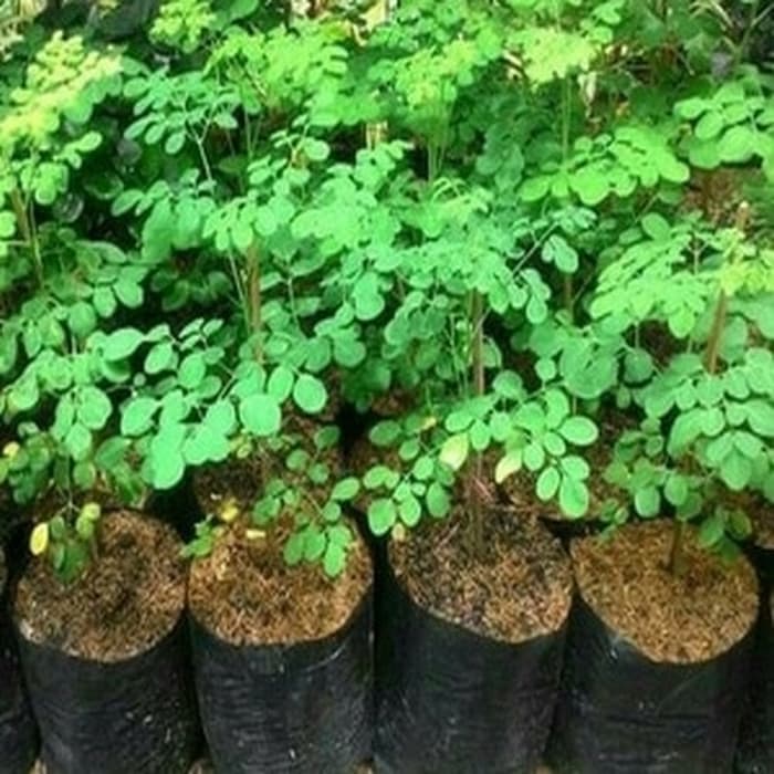 Bungah Kelor 20 Manfaat Daun Kelor Bagi Kesehatan Tubuh Lengkap
