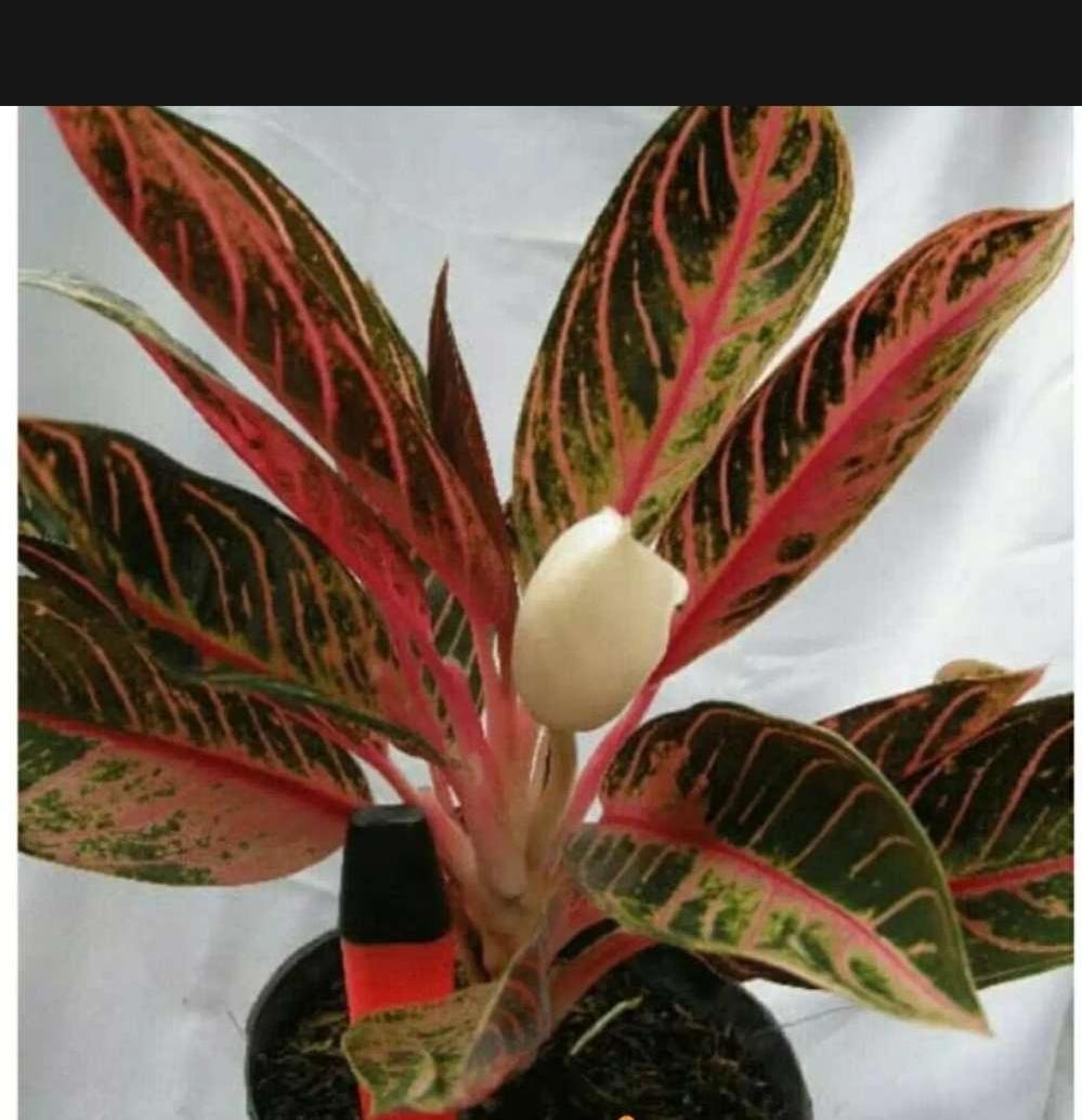 Biji Bunga Aglaonema Plant Reference