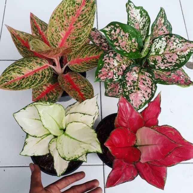 Bonggol Aglonema offers 1,919 aglaonema products. Sete