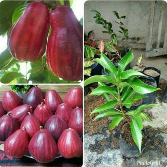 Gambar Pohon Jambu Bol Jamaika Gambar Bagian Tumbuhan