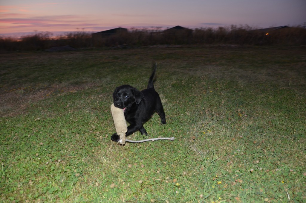 Two Female AKC Black Lab Puppies Labrador Retrievers in Emmett, Idaho