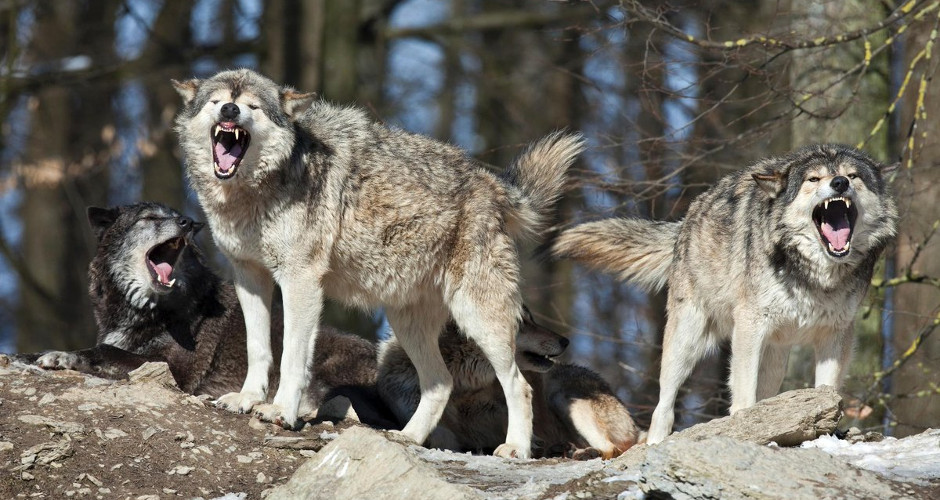 Pack of at least 7 Wolves is Menacing the Boise Foothills