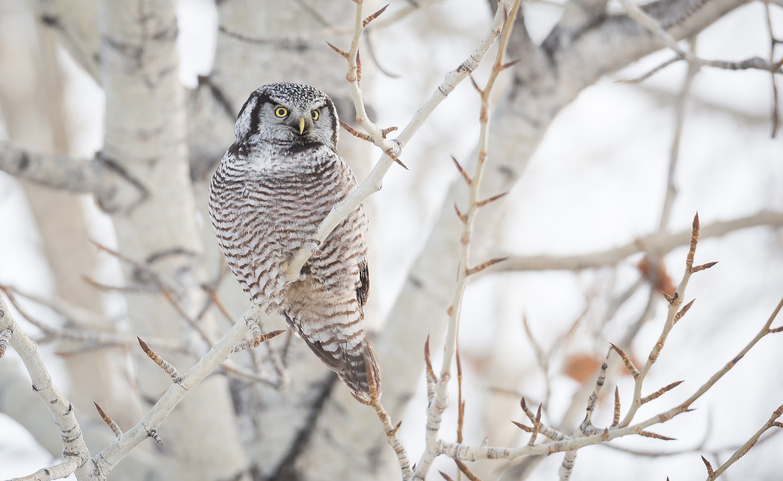 Northern Hawk Owl Idaho Birds
