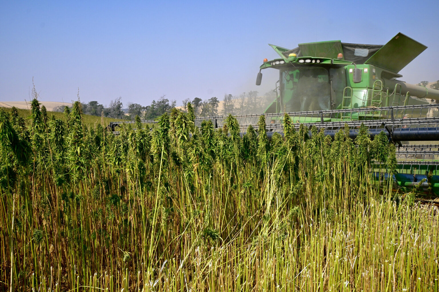 Idaho was the 50th state to legalize industrial hemp. Now eight farmers