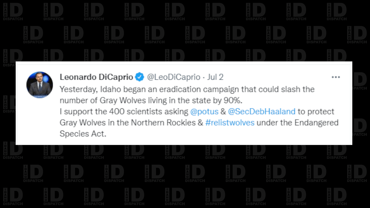 Leonardo DiCaprio Targets New Idaho Wolf Law Idaho Dispatch