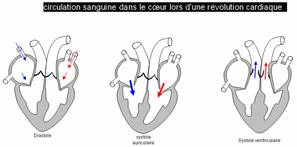 LE CYCLE CARDIAQUE le blog bionacer par NACER