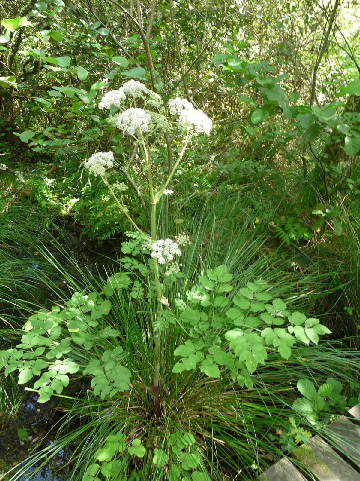 Angélique des bois Hedera helix