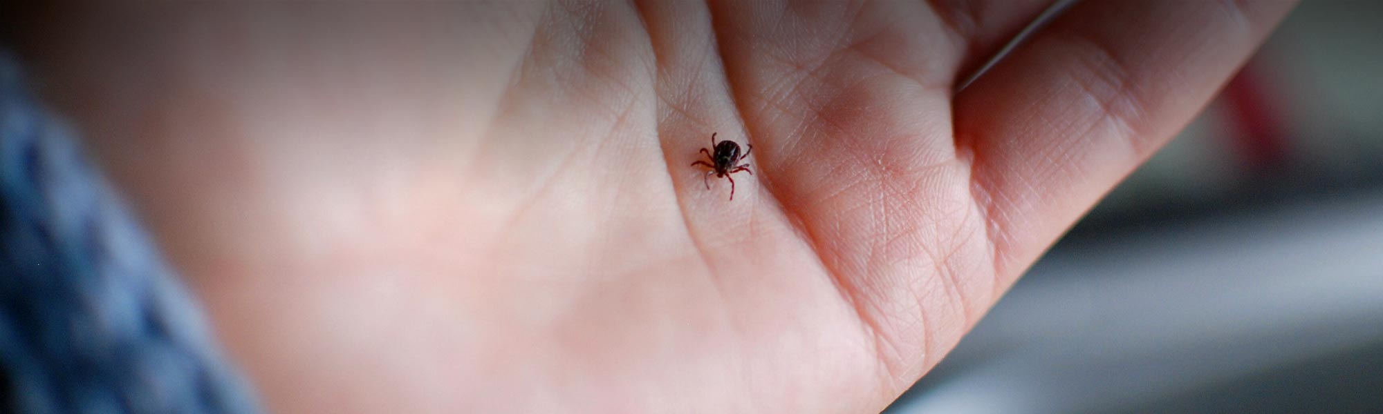 Diagnosing Lyme Disease from an Infectious Disease Specialist ID Care