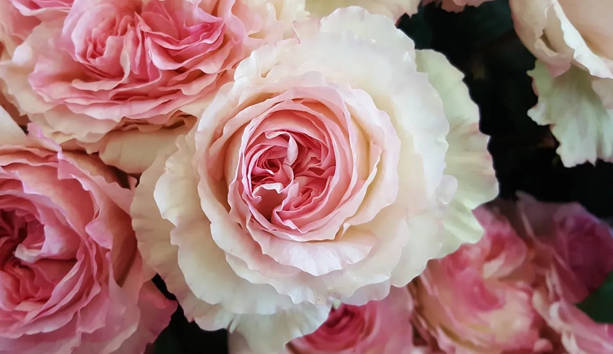 Rosa Inglese, caratteristiche e cura Idea Fiori