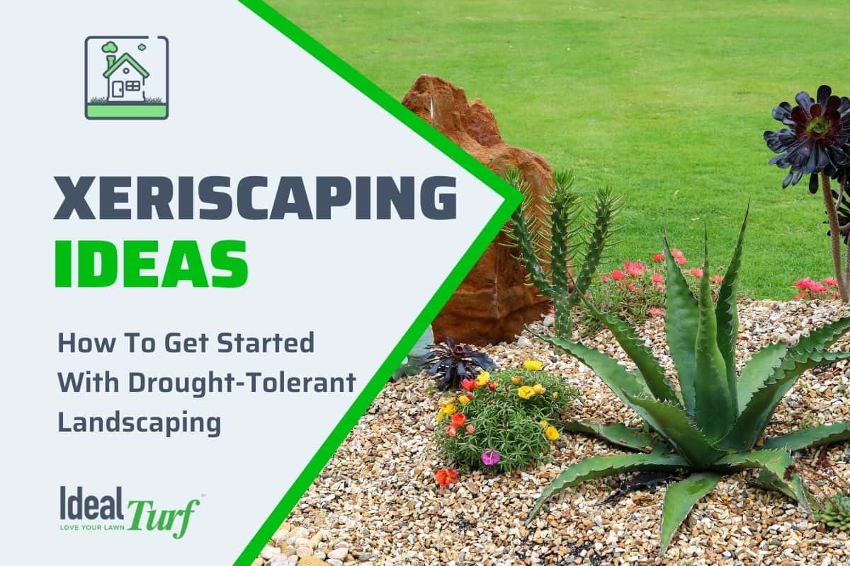 Xeriscaping Ideas for DroughtTolerant Landscaping in Texas