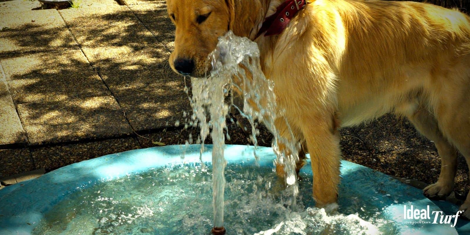 DogFriendly Backyard The Best Landscape Designs for Dogs