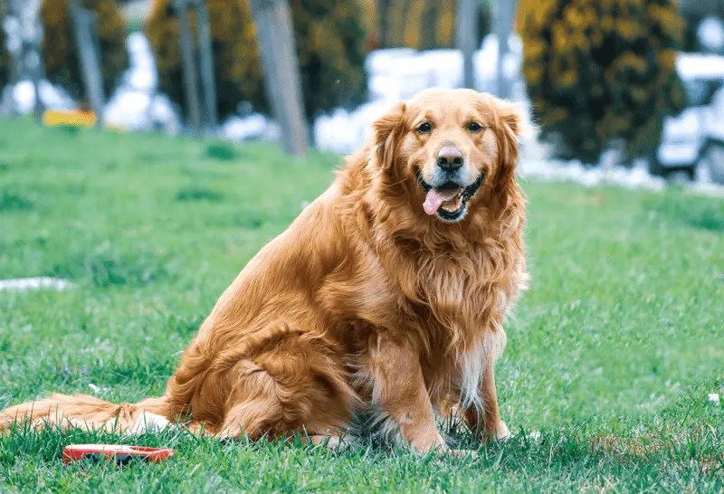 Golden Retrievers Price in India, Breed History and Health Tips