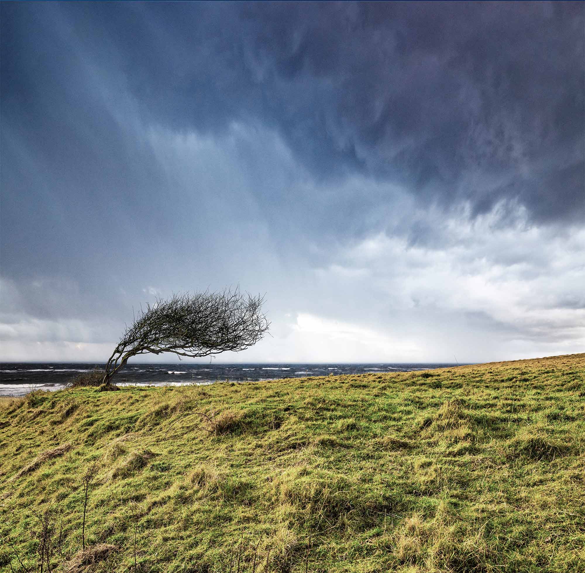 windy tree UK