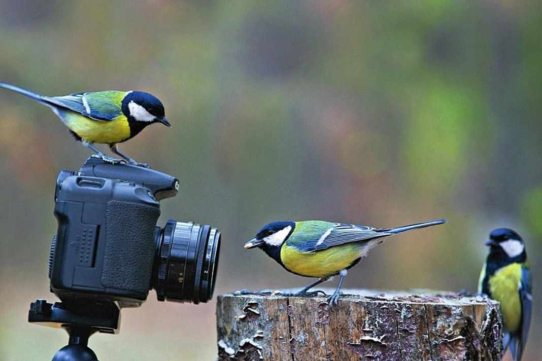 How to Choose the Best Lens for Bird Photography