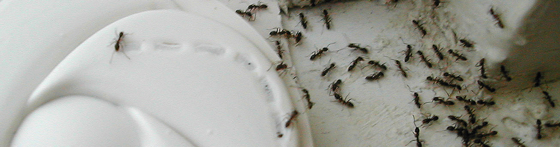 Pest Control Miami 🪲 Nov 2022