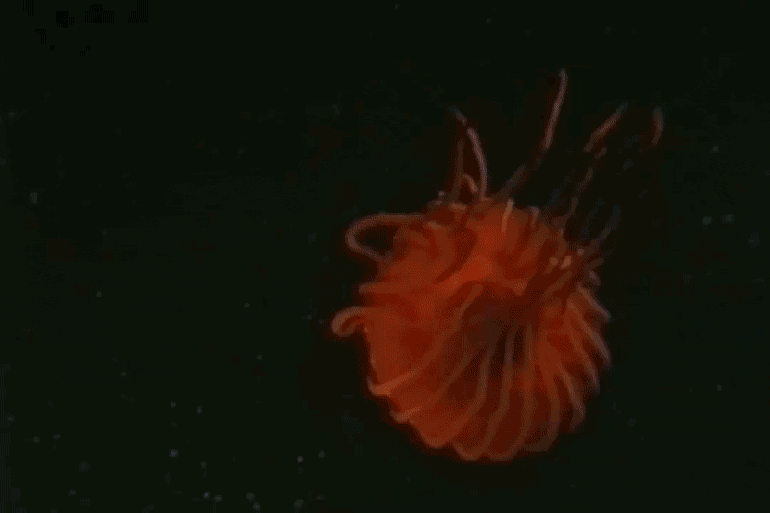 Bioluminescent Jellyfish Gif