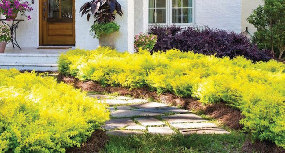 Growing the sunshine ligustrum (Ligustrum sinense), perennial