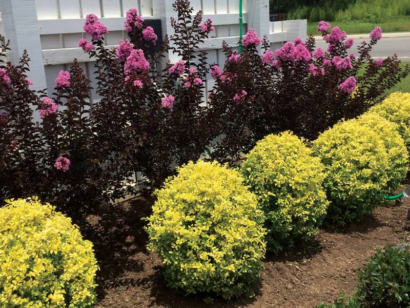 Growing the sunshine ligustrum (Ligustrum sinense), perennial