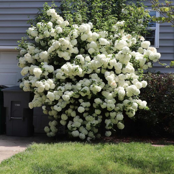 Growing the chinese snowball viburnum bush (Viburnum macrocephalum