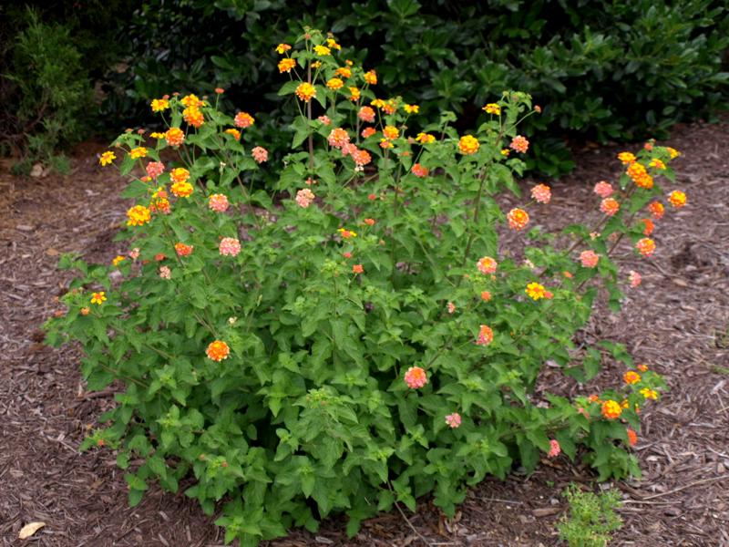Growing the sonset hardy lantana (Lantana camara), perennial, shrub